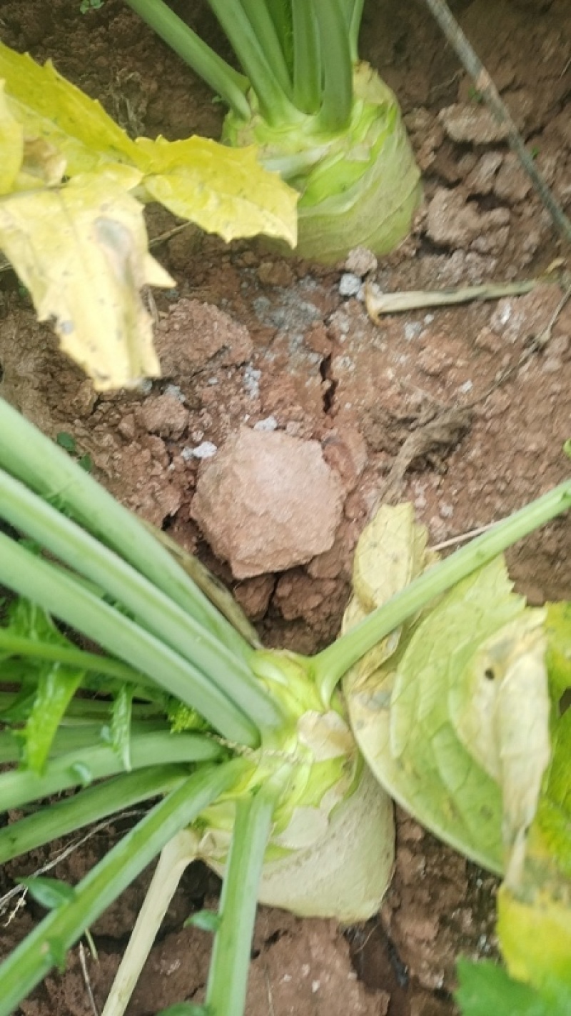 四川精品大头菜荷包大头菜电商大量欢迎客户
