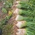四川精品大头菜荷包大头菜电商大量欢迎客户