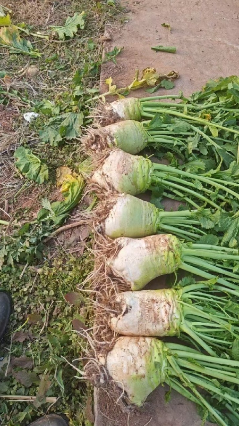 四川精品大头菜荷包大头菜电商大量欢迎客户
