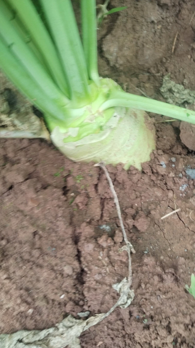 四川精品大头菜荷包大头菜电商大量欢迎客户