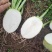 四川精品大头菜荷包大头菜电商大量欢迎客户