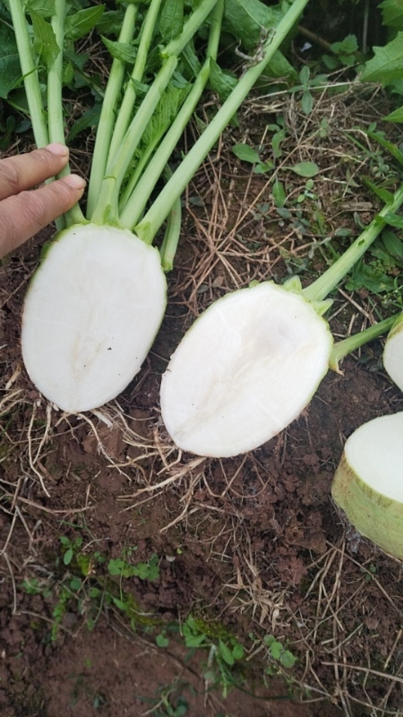 四川精品大头菜荷包大头菜电商大量欢迎客户