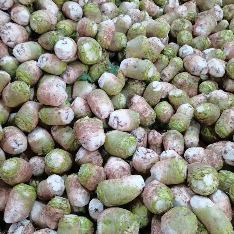 四川精品大头菜荷包大头菜电商大量欢迎客户