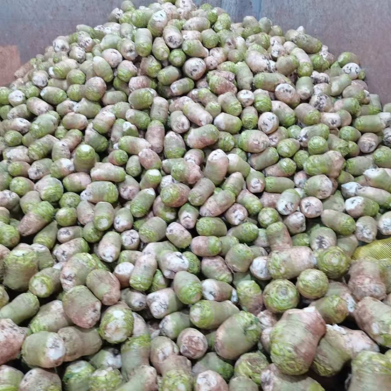 四川精品大头菜荷包大头菜电商大量欢迎客户