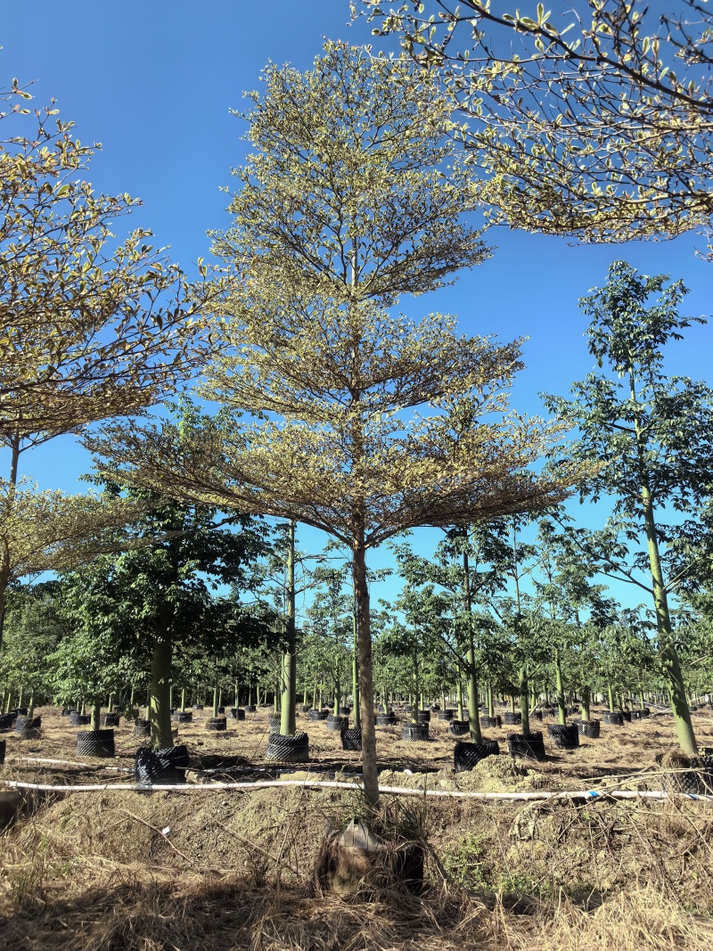 锦叶榄仁袋苗产地直销，支持视频看货