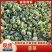 精品菠菜大量上市中，对接市场，电商平台，超市，深加工