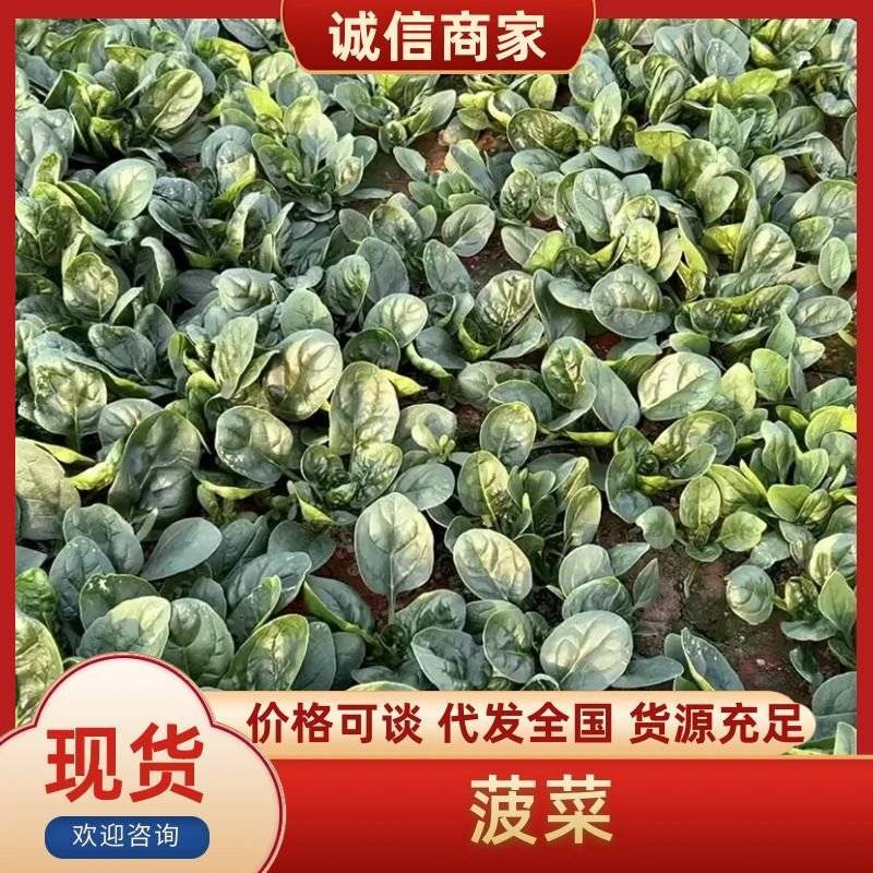 精品菠菜大量上市中，对接市场，电商平台，超市，深加工