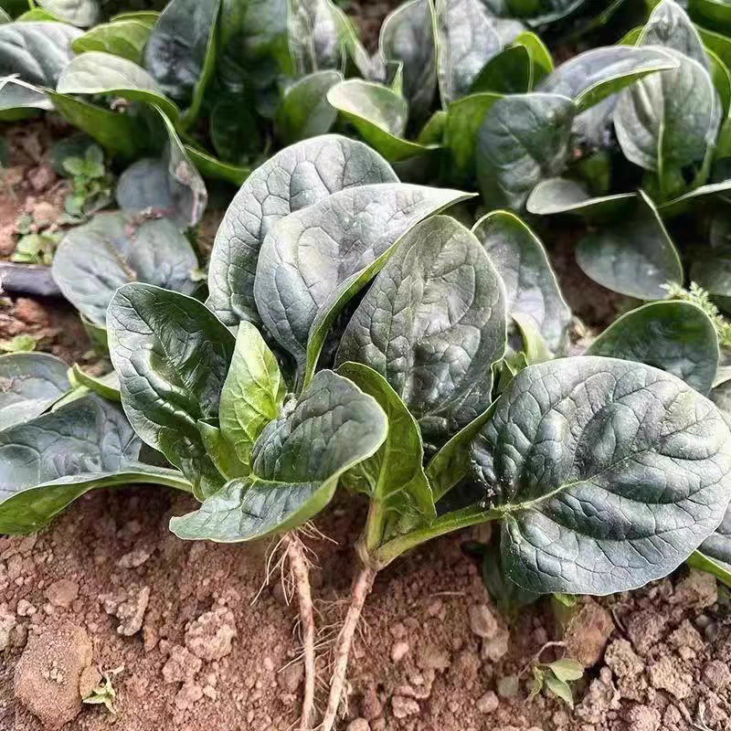 精品菠菜大量上市中，对接市场，电商平台，超市，深加工