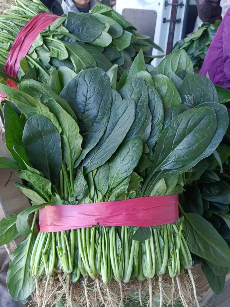 精品菠菜大量上市中，对接市场，电商平台，超市，深加工