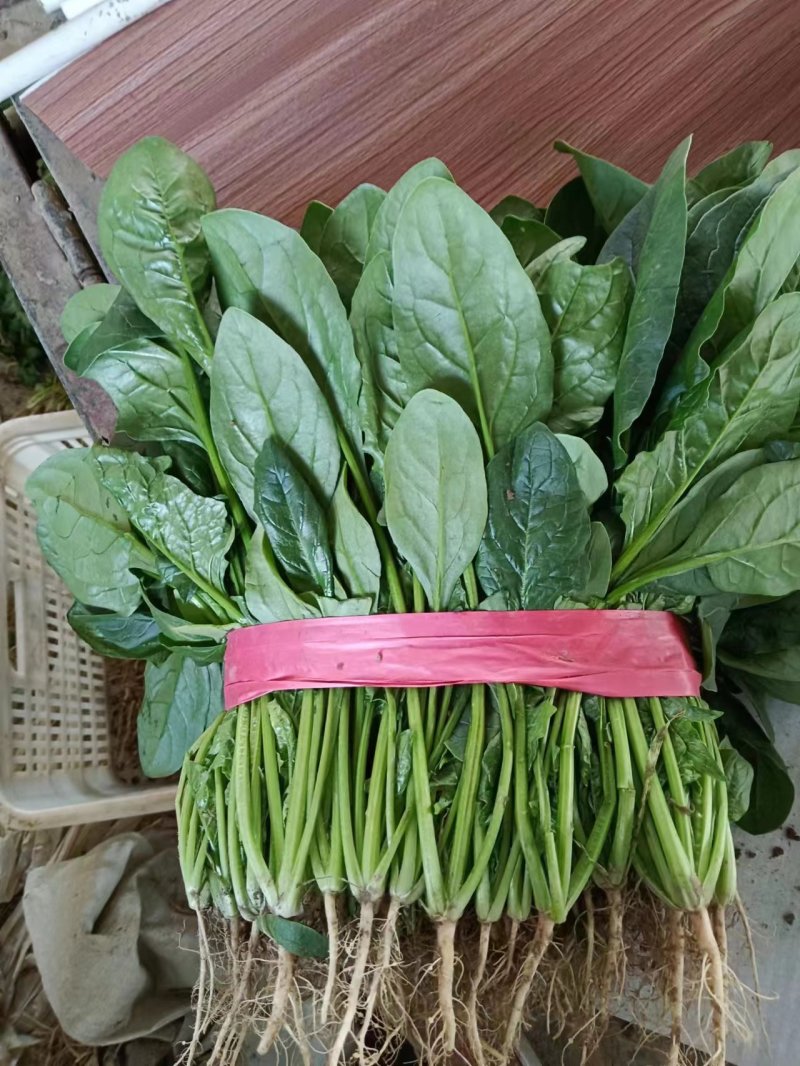 精品菠菜大量上市中，对接市场，电商平台，超市，深加工