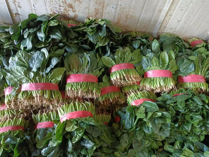 精品菠菜大量上市中，对接市场，电商平台，超市，深加工