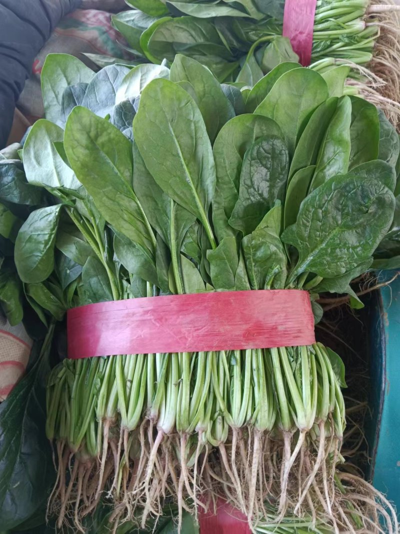 精品菠菜大量上市中，对接市场，电商平台，超市，深加工
