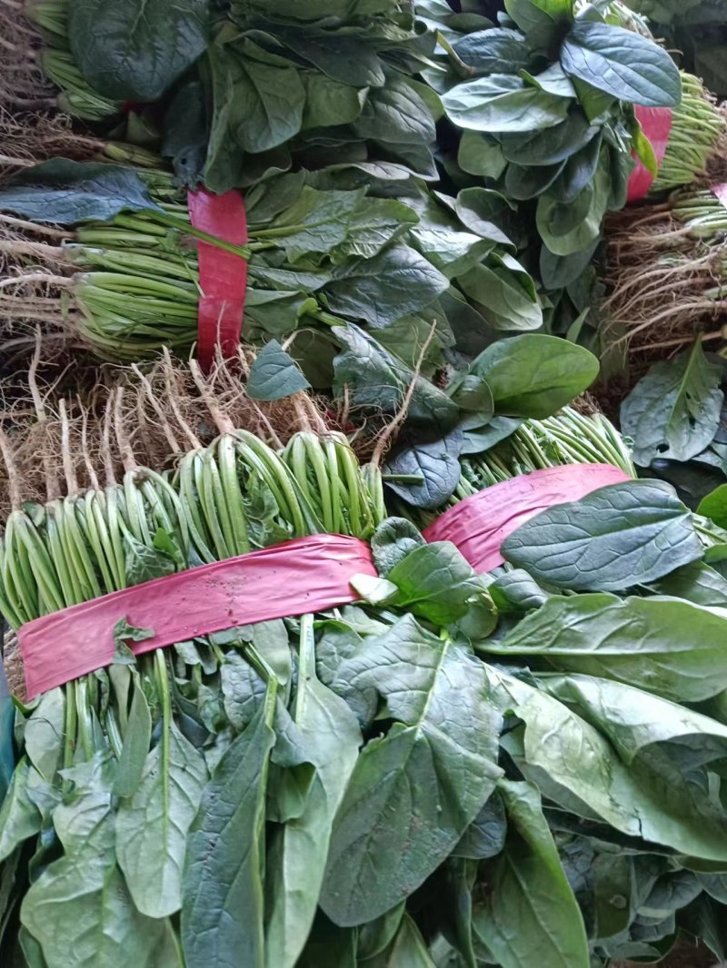 精品菠菜大量上市中，对接市场，电商平台，超市，深加工