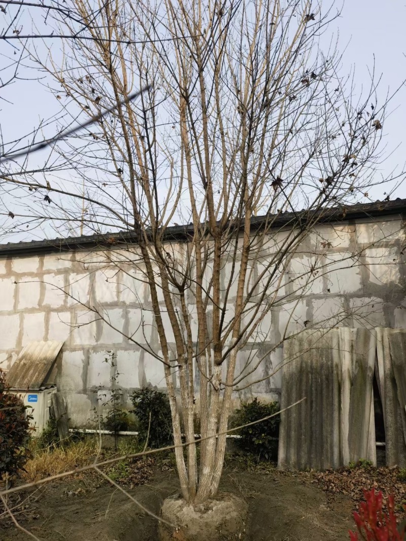 成都拼栽元宝枫10公分12公分15公分18公分批发