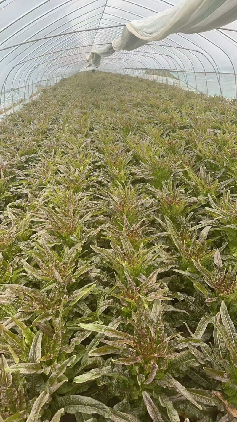 【实力推荐】红莴笋产地直发供应电商专业团队供货一条龙服务