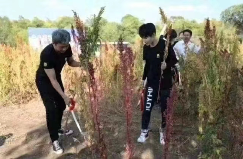 红藜麦米大量批发，产地直发，支持一件代发
