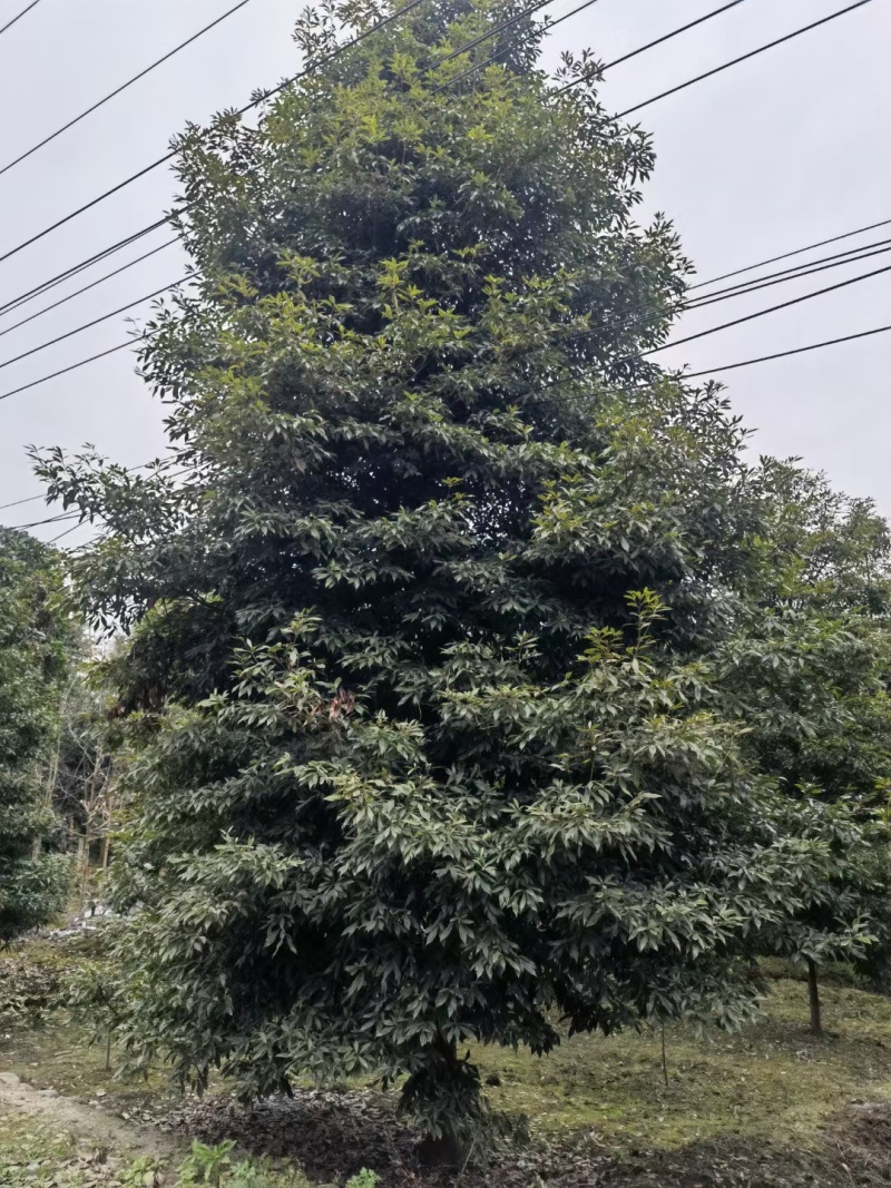 成都桢楠6公分8公分10公分12公分15公分18公分28