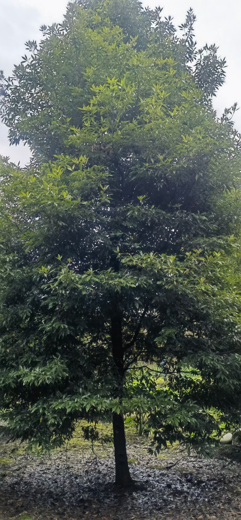 成都桢楠6公分8公分10公分12公分15公分18公分28