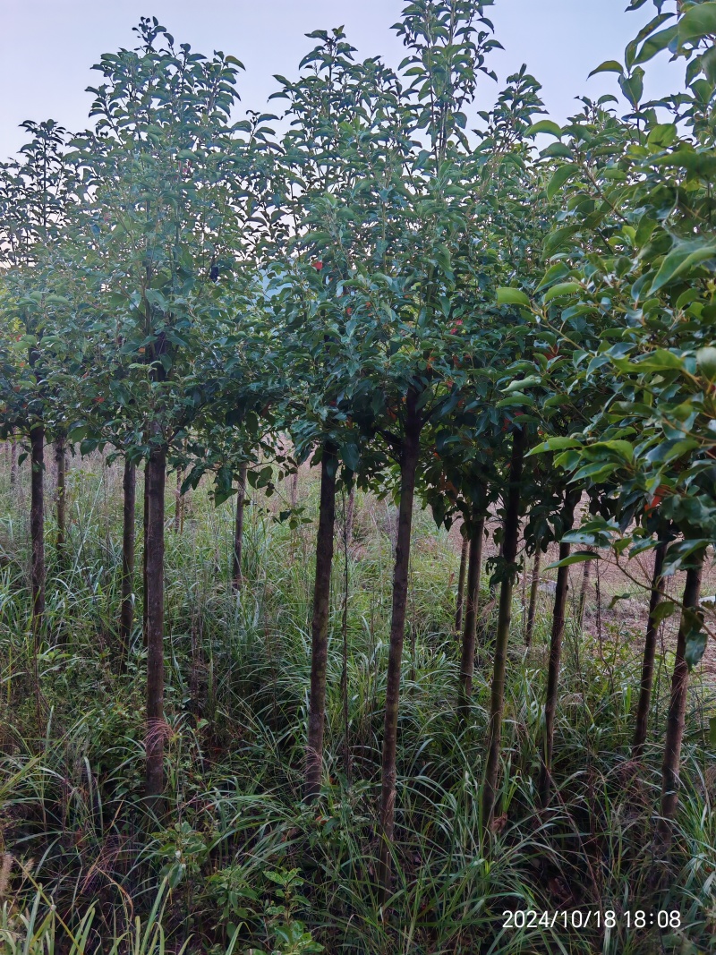 自产自销米径5至10公分的香樟，湖南香樟绿化行道树
