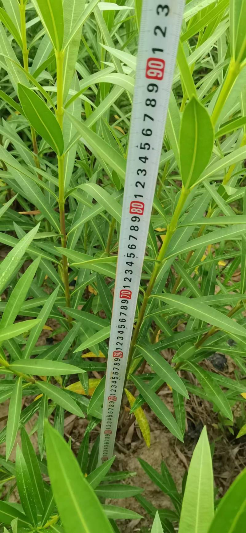 夹竹桃基地供应量大质优价格优惠一手货源支持视频看货