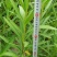 夹竹桃基地供应量大质优价格优惠一手货源支持视频看货