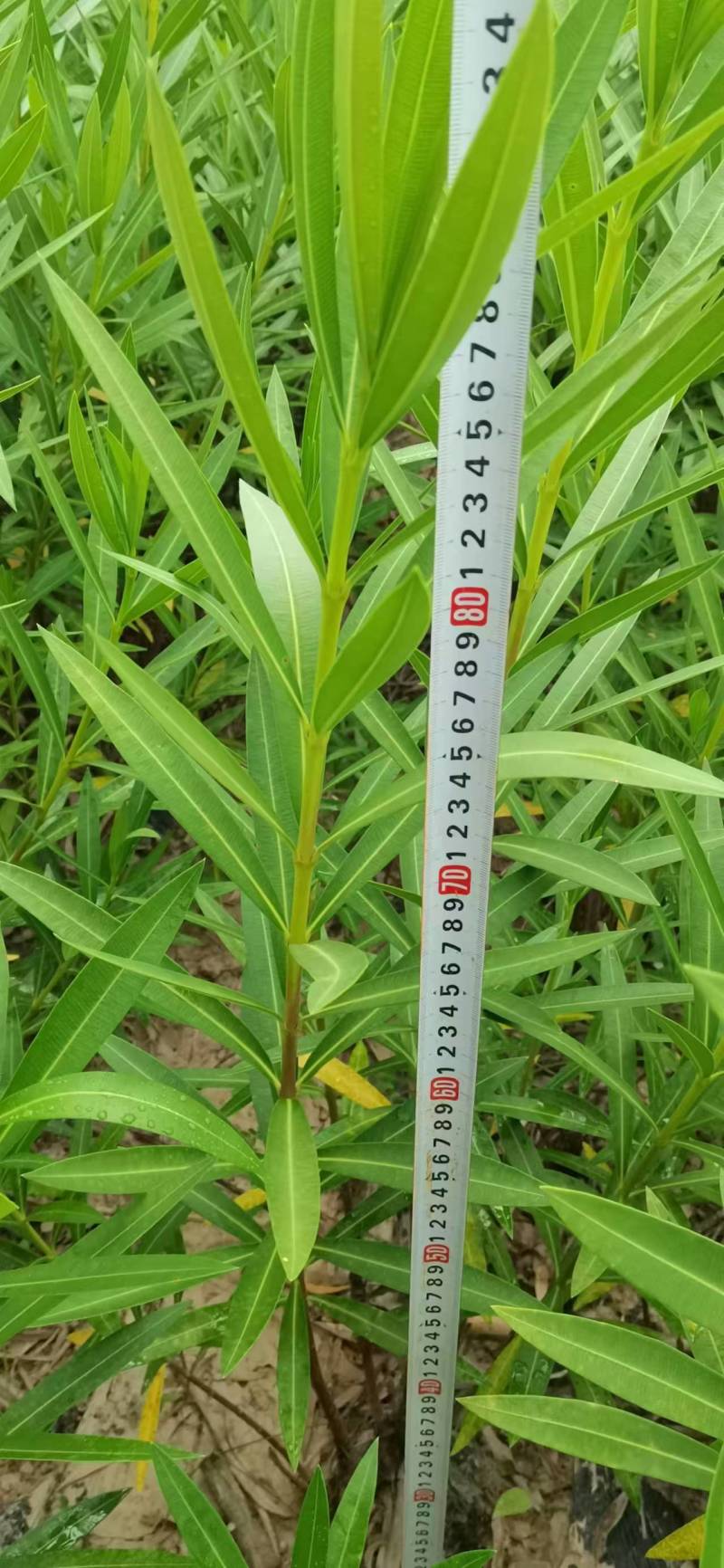 夹竹桃基地供应量大质优价格优惠一手货源支持视频看货
