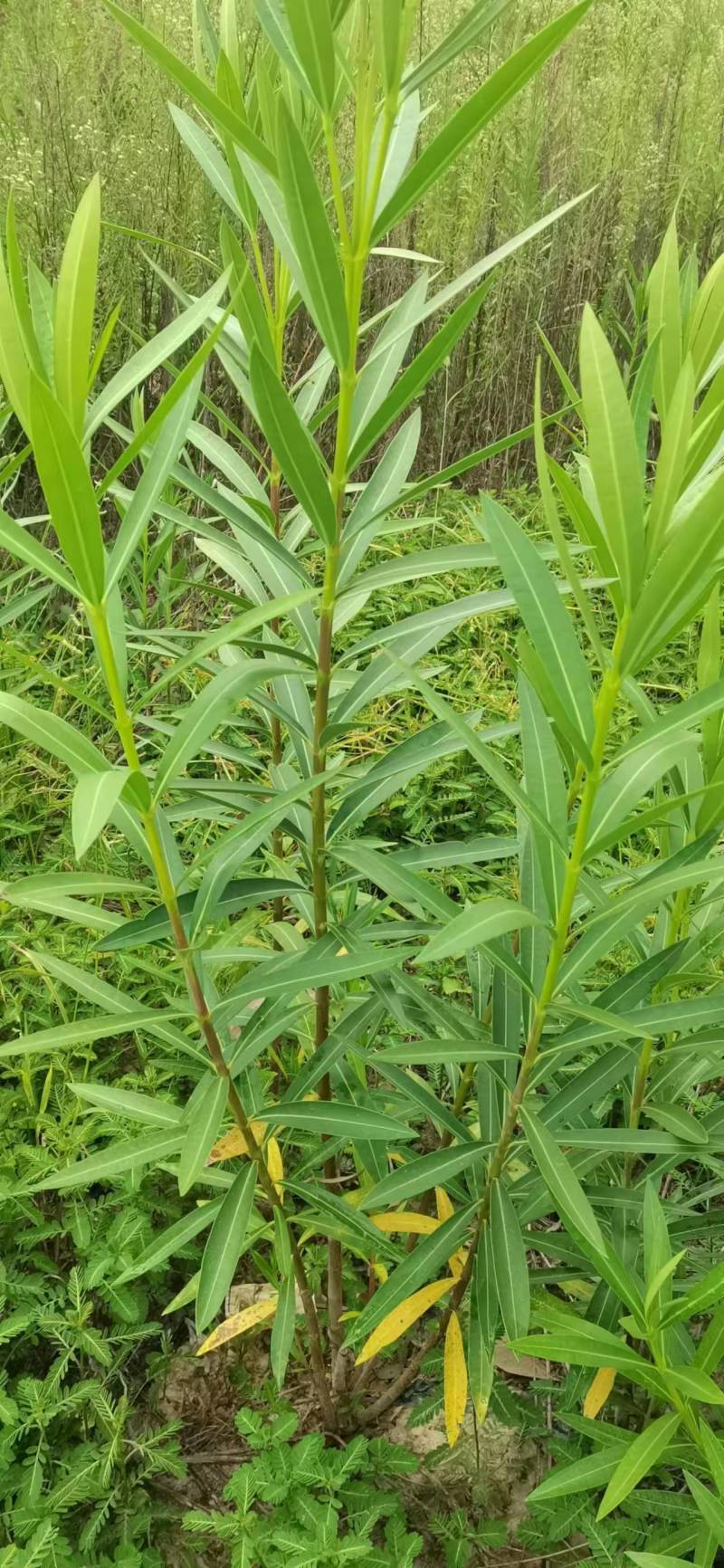 夹竹桃基地供应量大质优价格优惠一手货源支持视频看货
