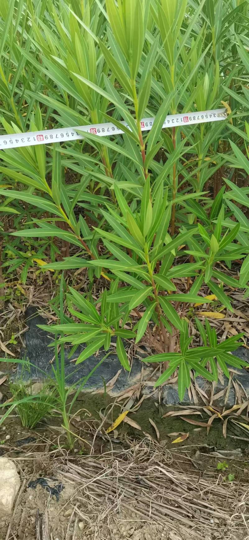 夹竹桃基地供应量大质优价格优惠一手货源支持视频看货