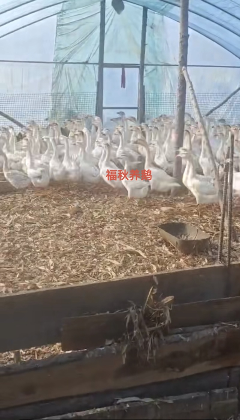 丹东凤城纯粮食喂养，当地笨鹅批发有批发价
