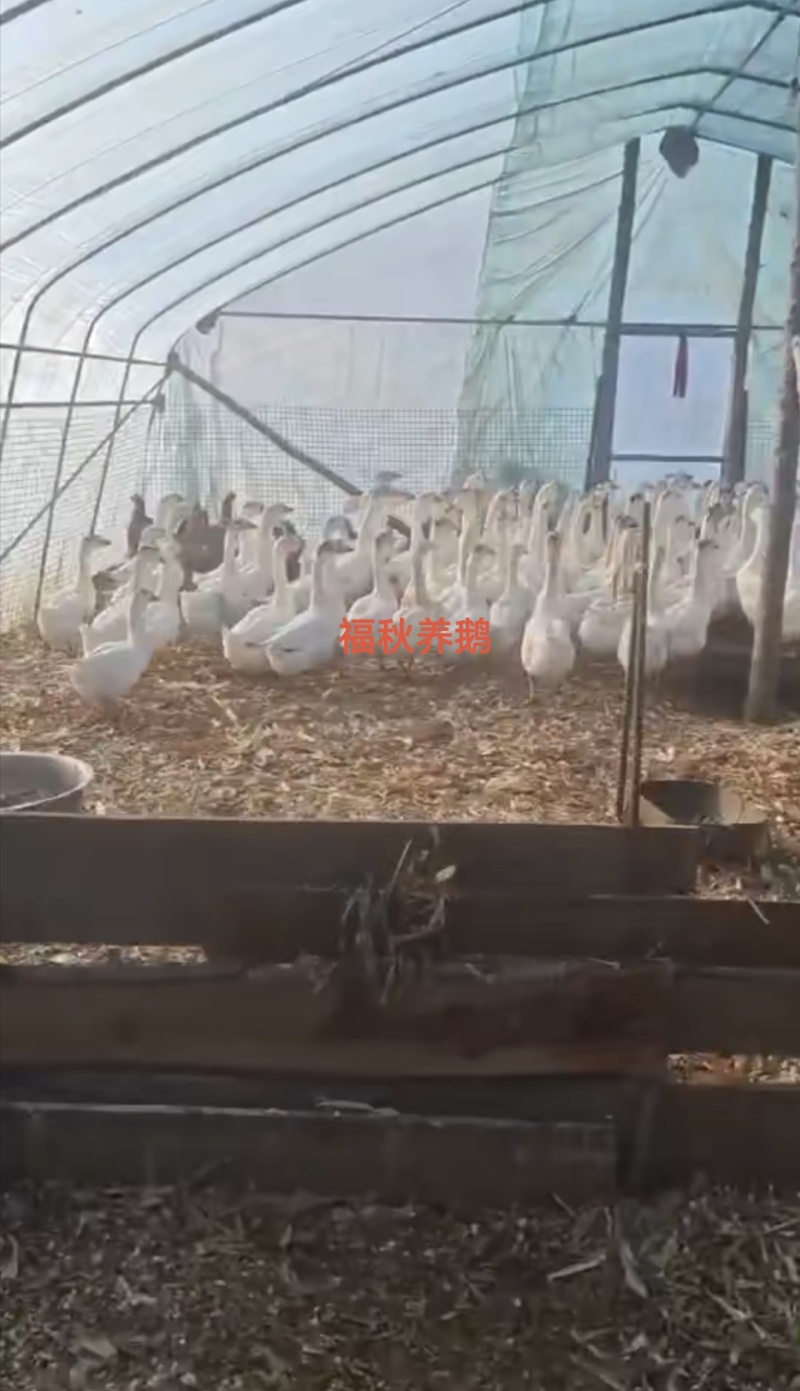 丹东凤城纯粮食喂养，当地笨鹅批发有批发价