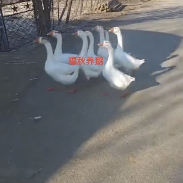 丹东凤城纯粮食喂养，当地笨鹅批发有批发价