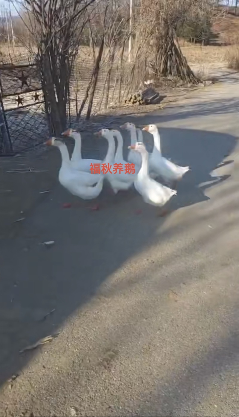 丹东凤城纯粮食喂养，当地笨鹅批发有批发价