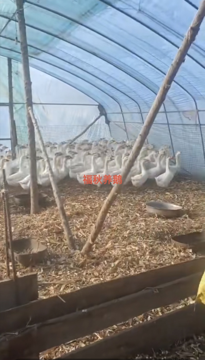 丹东凤城纯粮食喂养，当地笨鹅批发有批发价