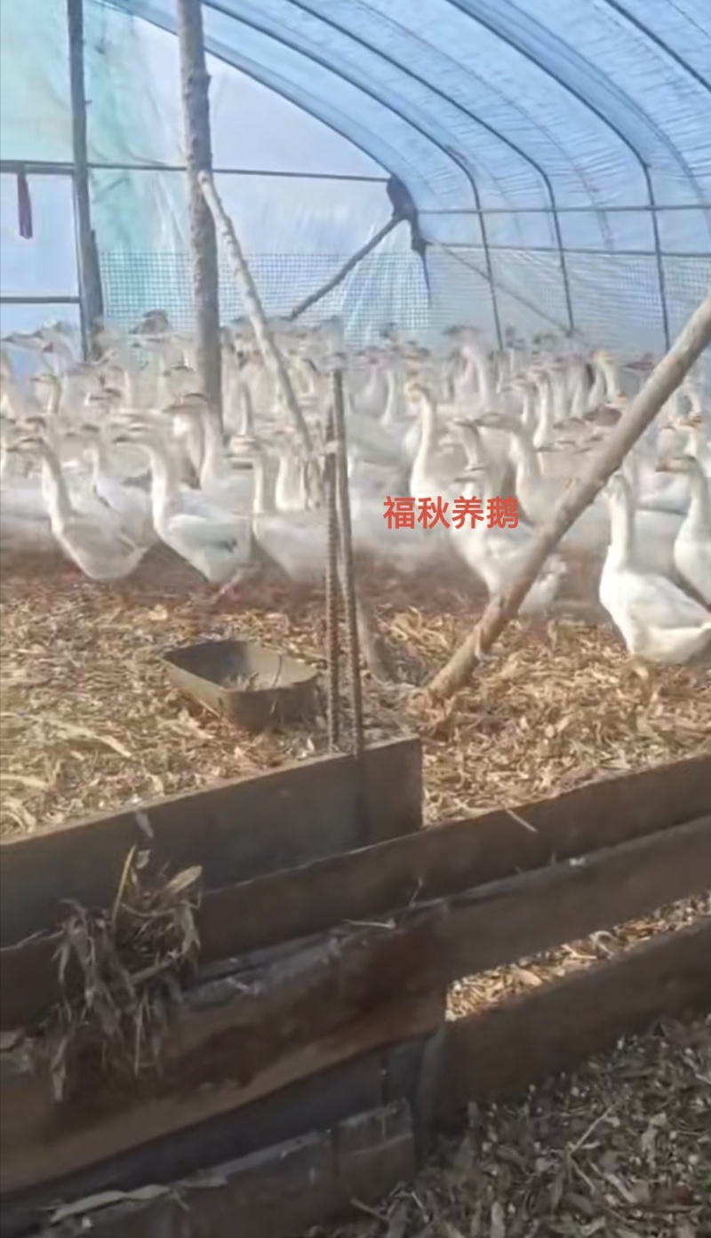 丹东凤城纯粮食喂养，当地笨鹅批发有批发价