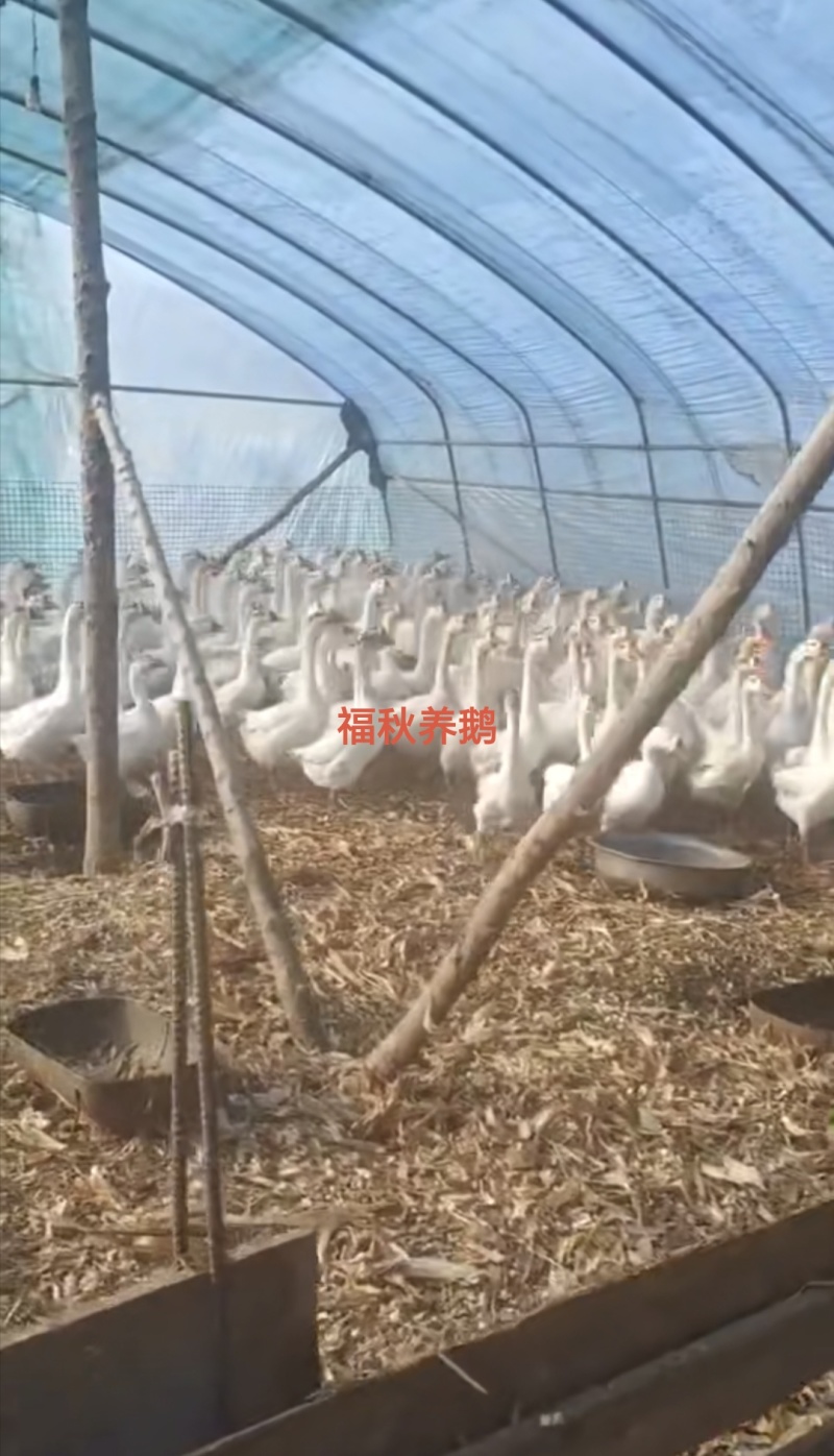 丹东凤城纯粮食喂养，当地笨鹅批发有批发价