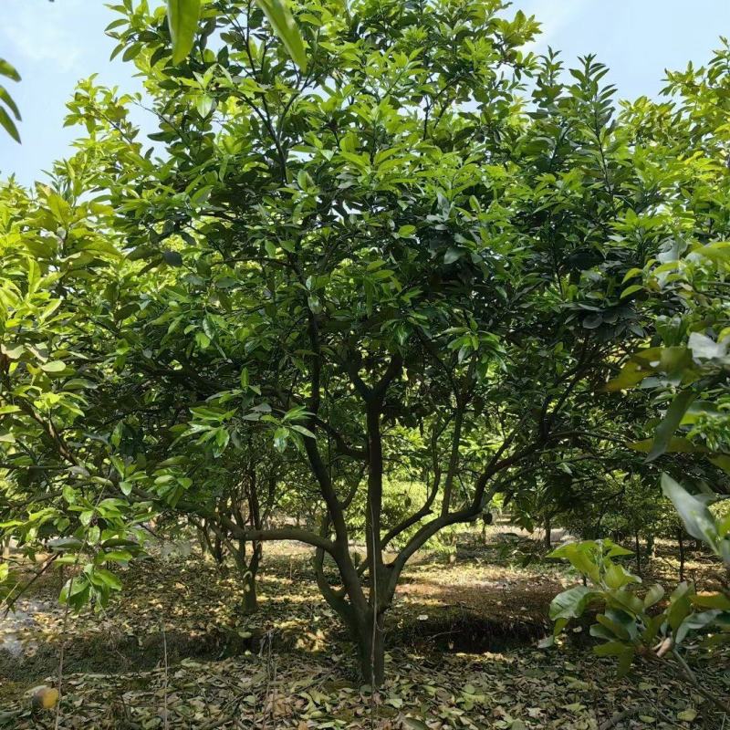 成都丛生香泡12公分14公分15公分18公分20公分
