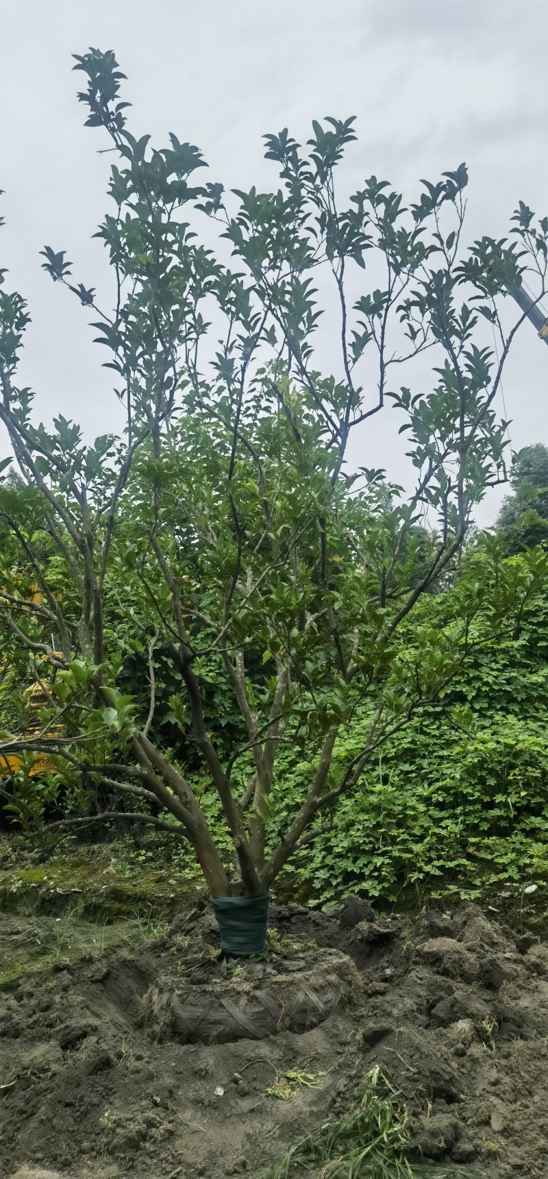 成都丛生香泡12公分14公分15公分18公分20公分