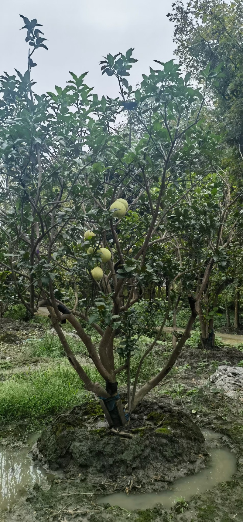 成都丛生香泡12公分14公分15公分18公分20公分