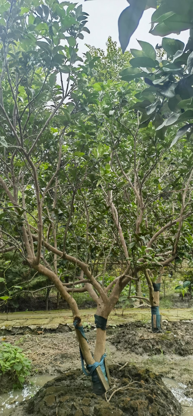 成都丛生香泡12公分14公分15公分18公分20公分