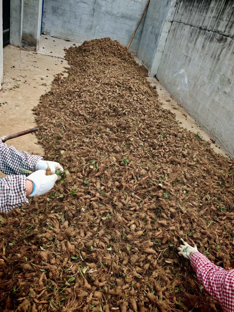 白术种苗药材种苗河北保定种苗