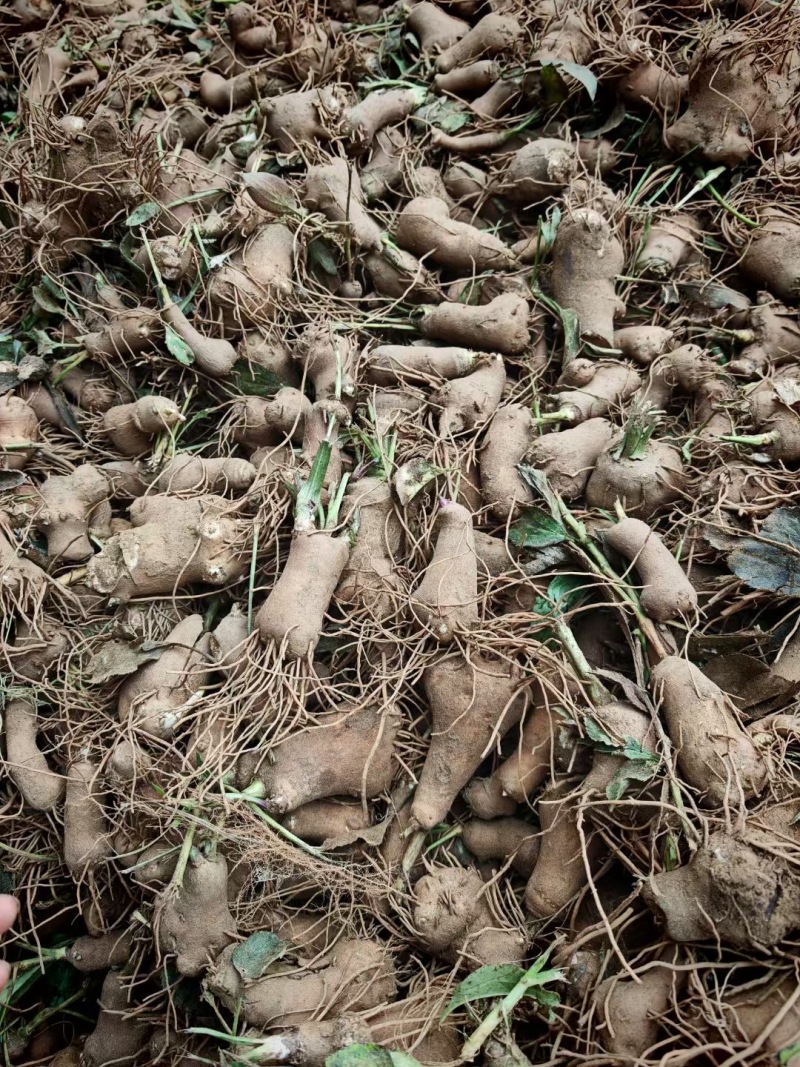 白术种苗药材种苗河北保定种苗