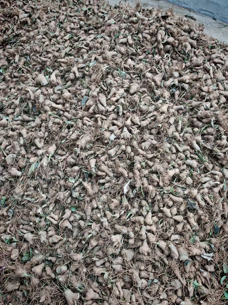白术种苗药材种苗河北保定种苗