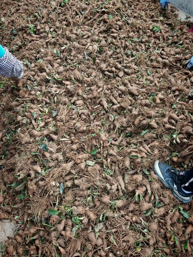 白术种苗药材种苗河北保定种苗