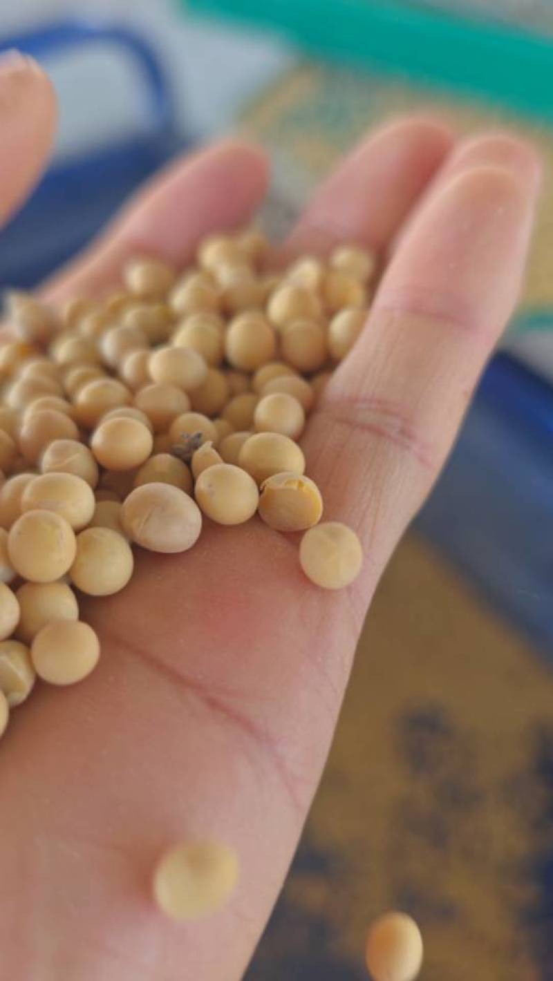 黑龙江自种高蛋白质大豆品质保证全国发货欢迎联系