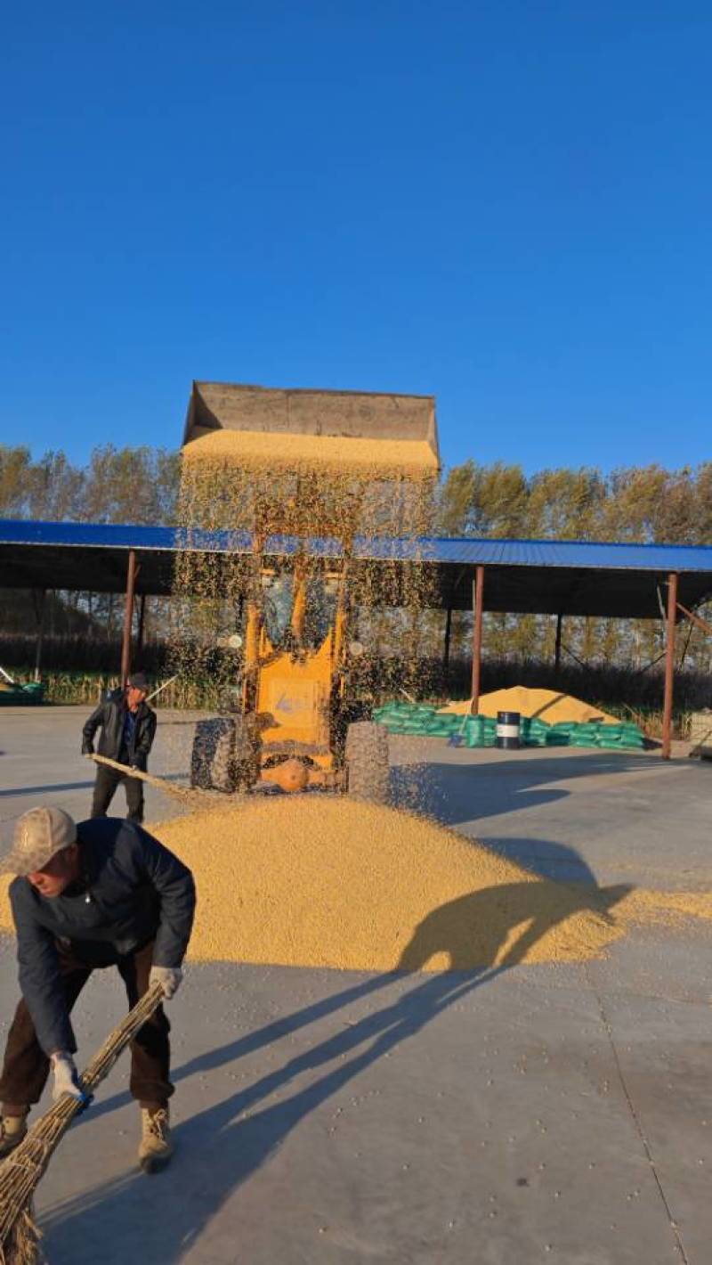 黑龙江自种高蛋白质大豆品质保证全国发货欢迎联系