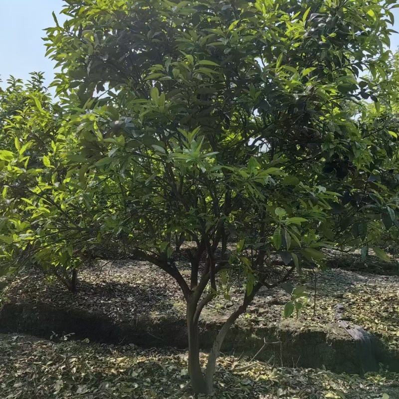 成都柚子树12公分14公分15公分18公分20公分