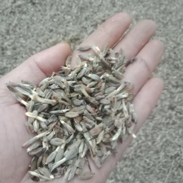 改良白术种籽