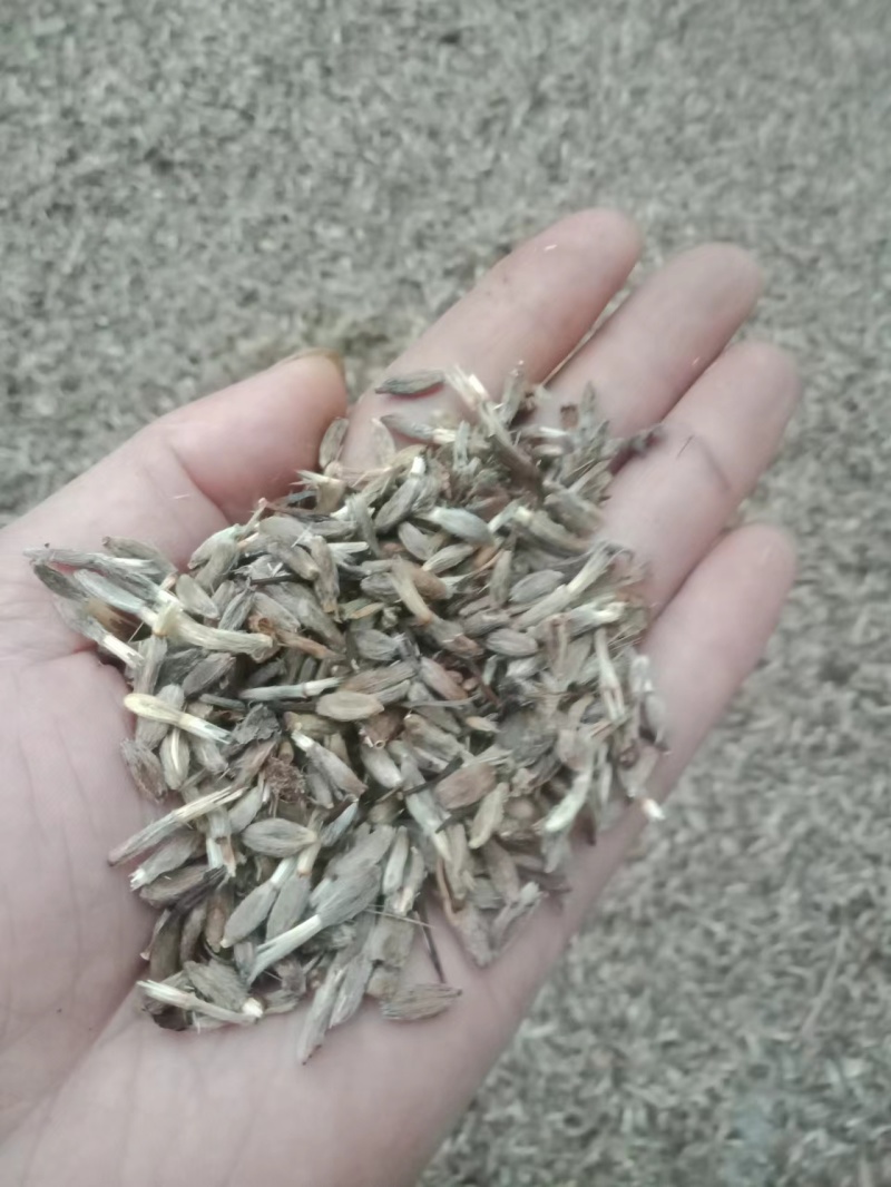 改良白术种籽