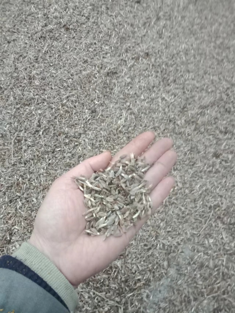 改良白术种籽