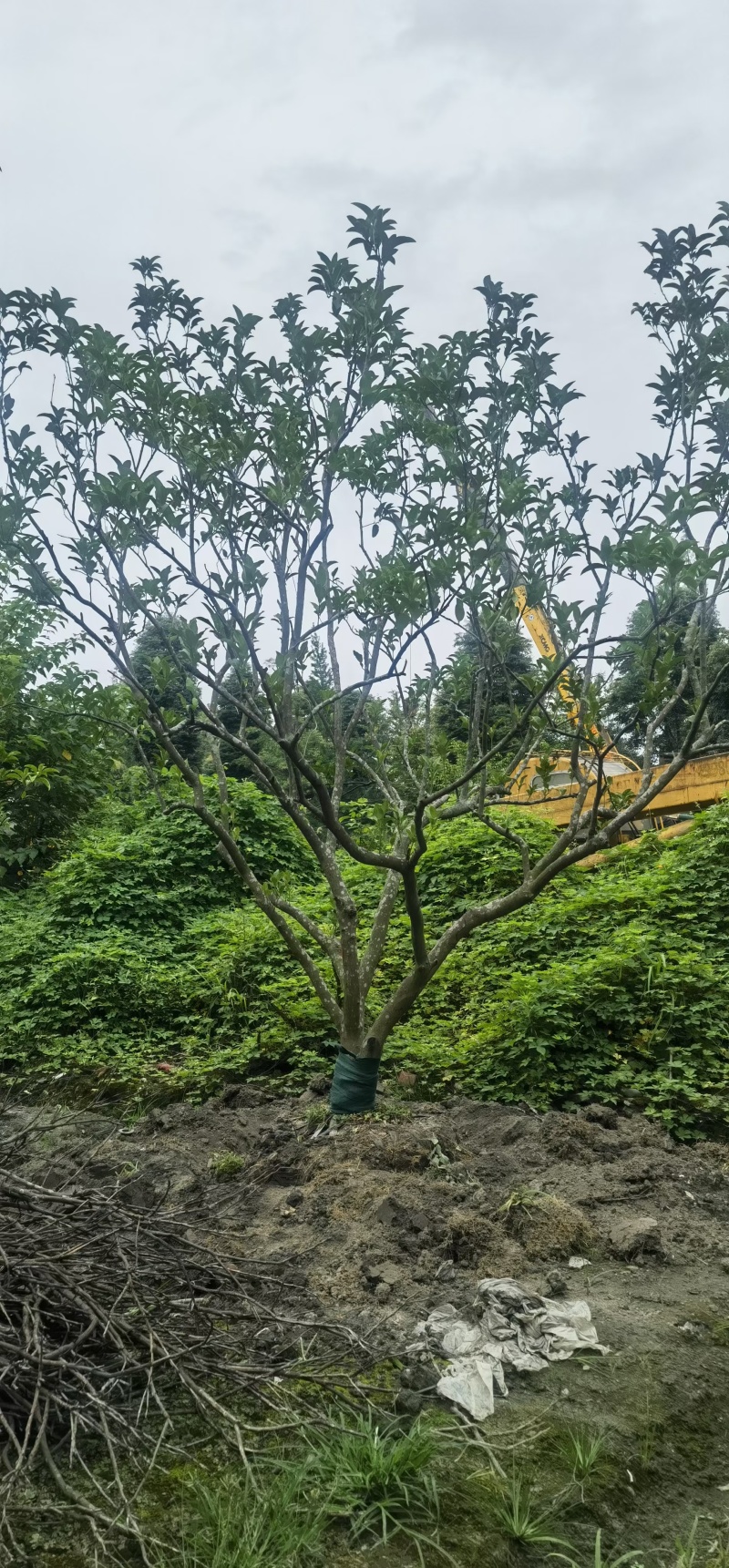成都柚子树12公分14公分15公分18公分20公分